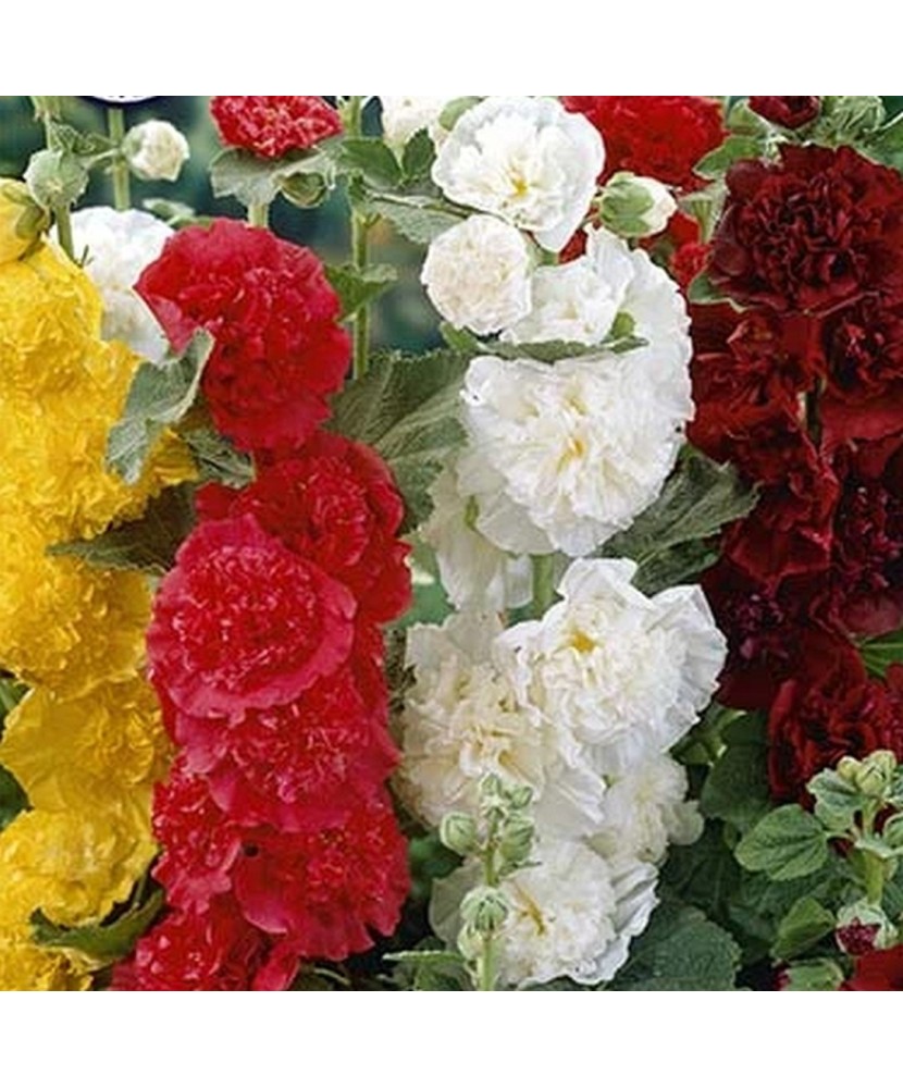 Pachet Alcea Mix x 3 buc I Radacina