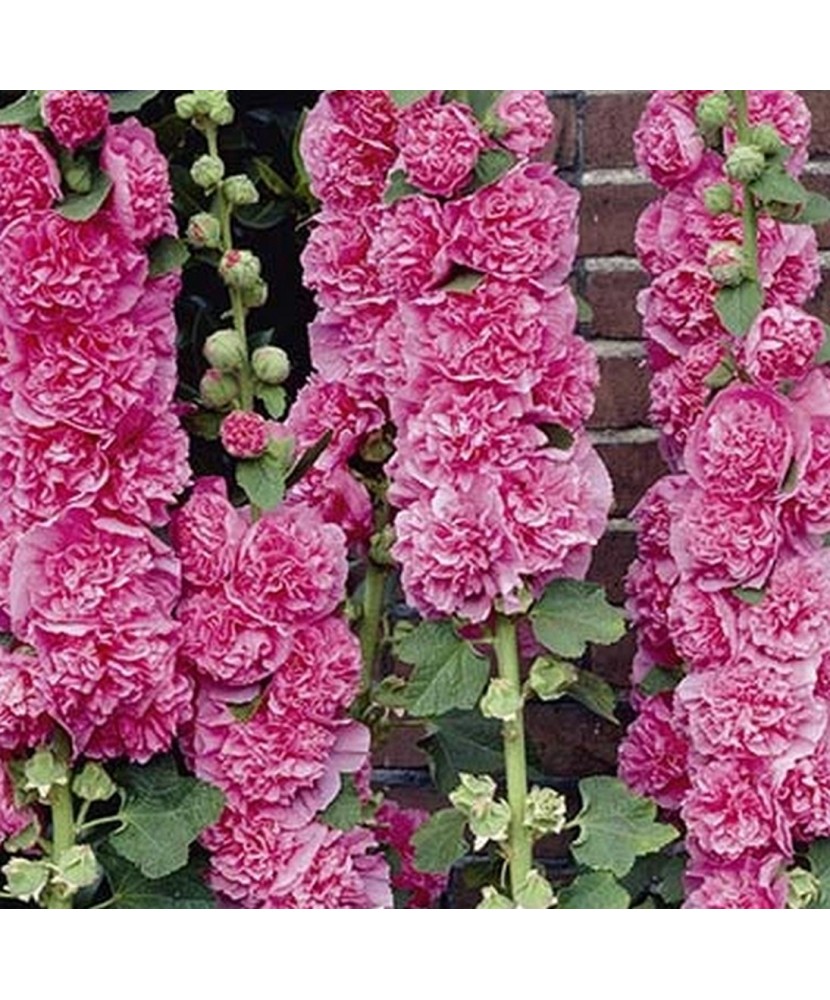 Pachet Alcea Pink x 1 buc buc I Radacina