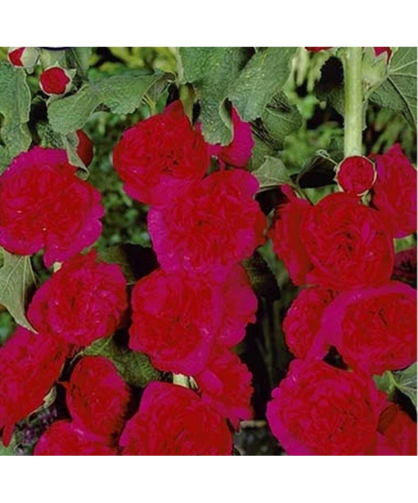 Pachet Alcea Red x 1buc, I Radacina