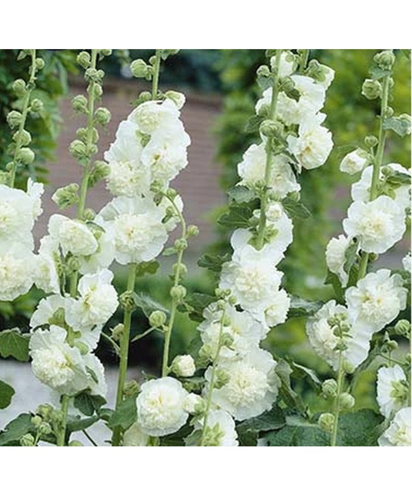 Pachet Alcea Alb x 1buc, I Radacina