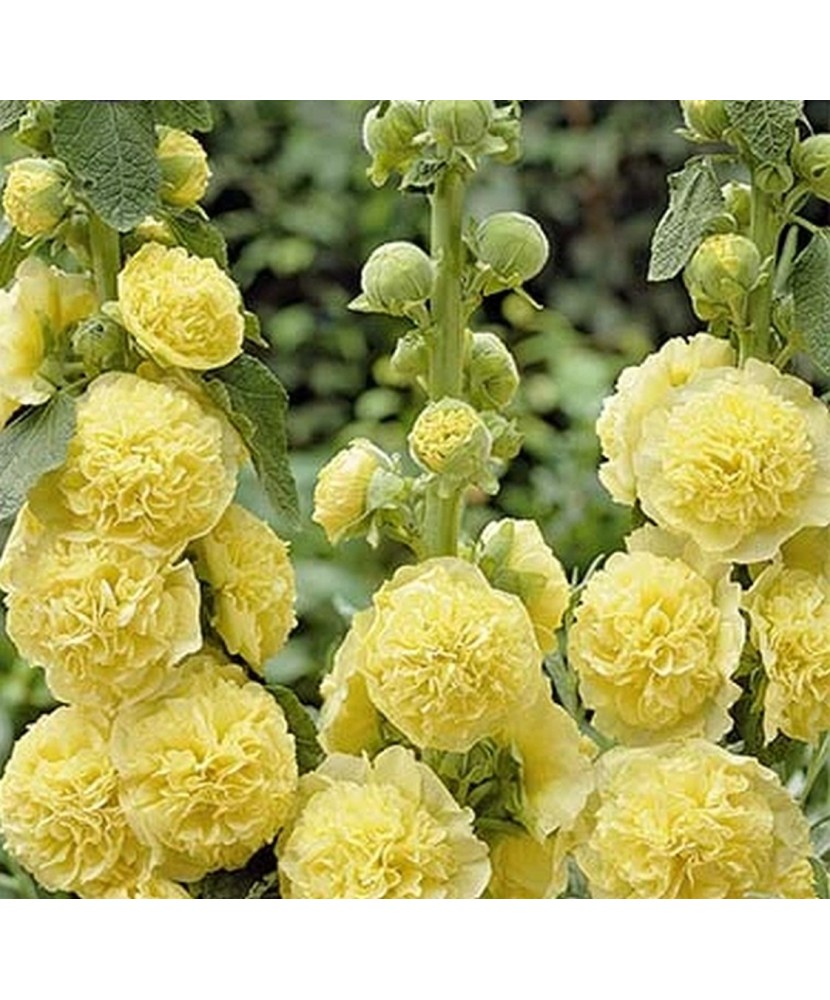 Pachet Alcea Galben x 1buc, I Radacina