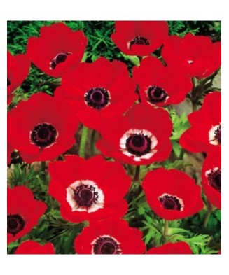 Pachet Anemoon The Caen Red...