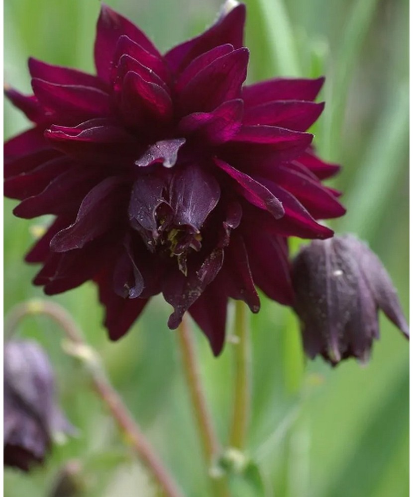 Pachet Aquilegia Black Barlow x 2 buc, I Radacina