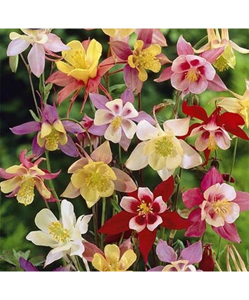 Pachet Aquilegia Mix x 3 buc, I Radacina