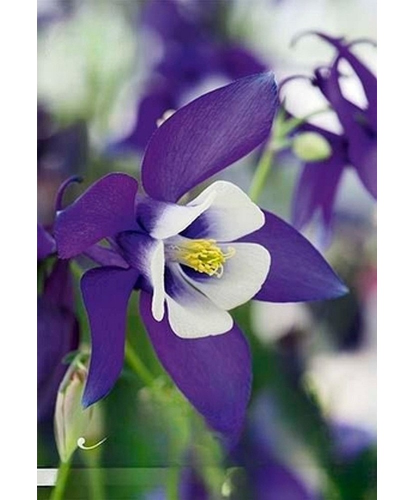 Pachet Aquilegia Spring Magic Navy and Alb x 2 buc I Radacina