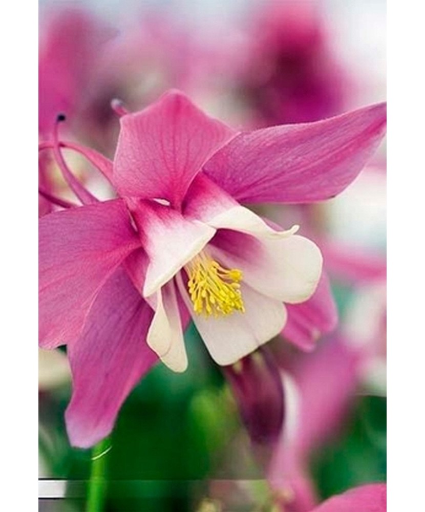 Pachet Aquilegia Spring Magic Roz Ivory x 2 buc I Radacina