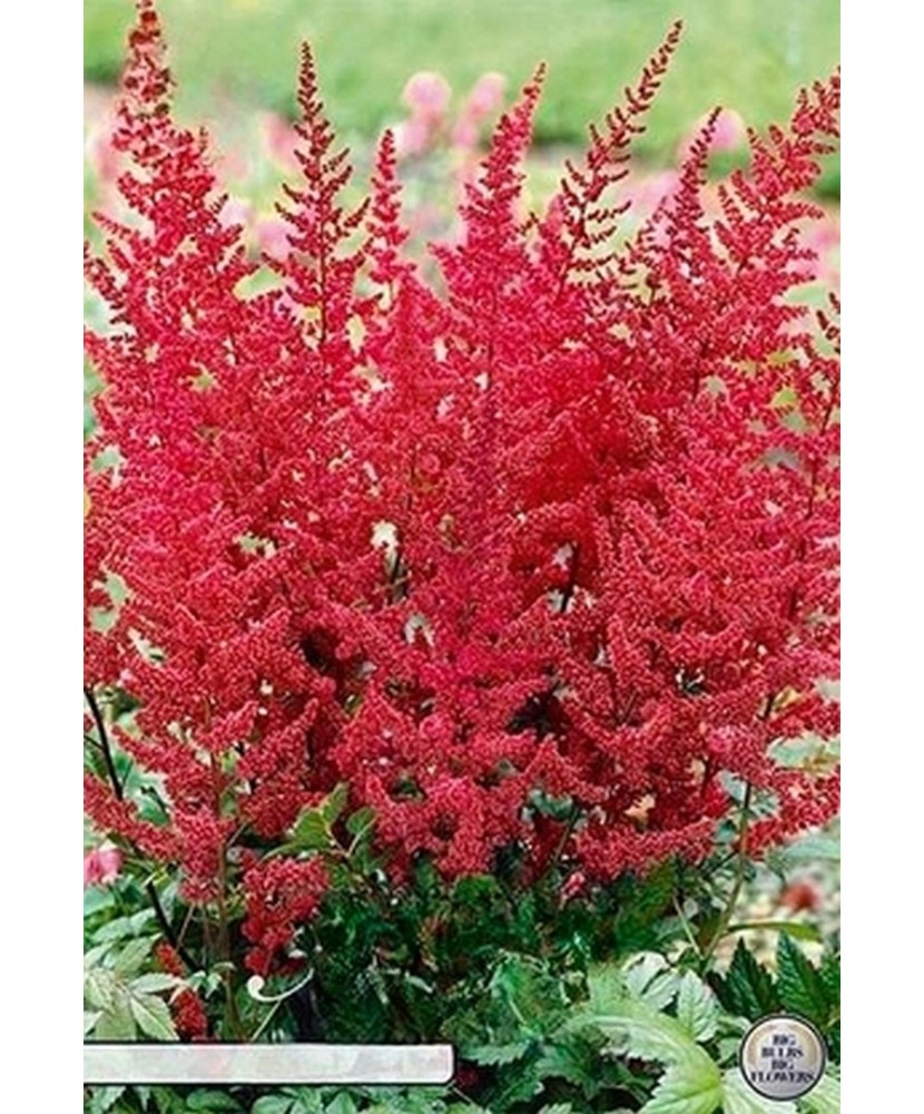 Pachet Astilbe Rosu x 1 I Radacina