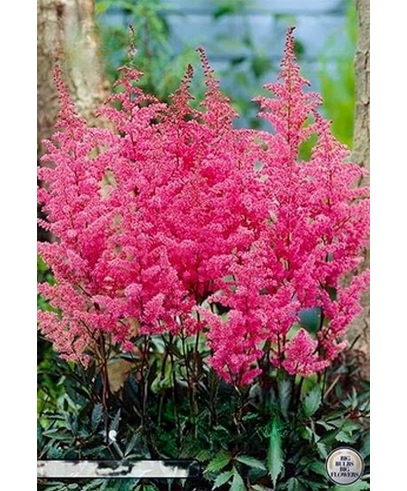 Pachet Astilbe Roz   x 1 I Radacina