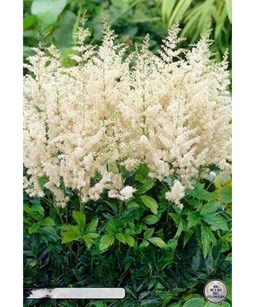 Pachet Astilbe Alb   x 1 I Radacina