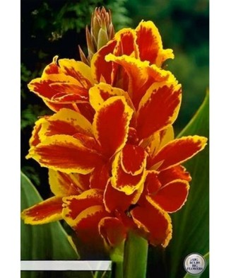 Pachet Canna Lucifer x 1...
