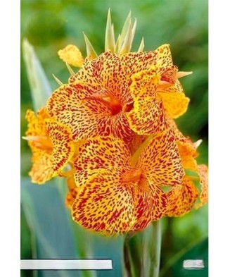 Pachet Canna Picasso x 1...