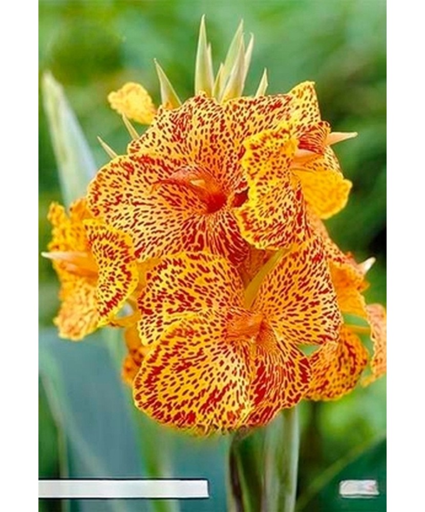 Pachet Canna Picasso x 1 buc I Radacina