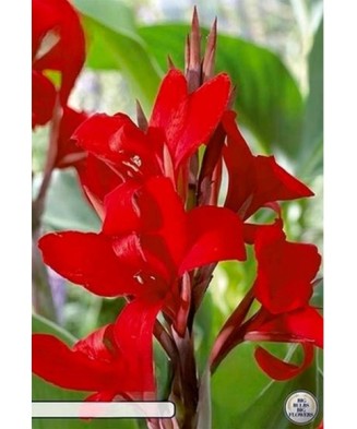 Pachet Canna Rood x 1 buc I...