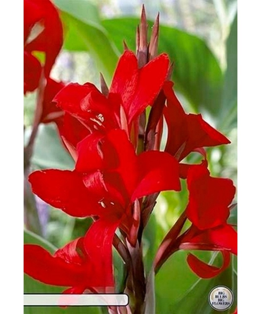 Pachet Canna Rood x 1 buc I Radacina