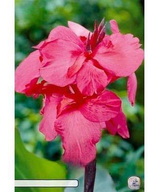 Pachet Canna Roz x 1 buc I...