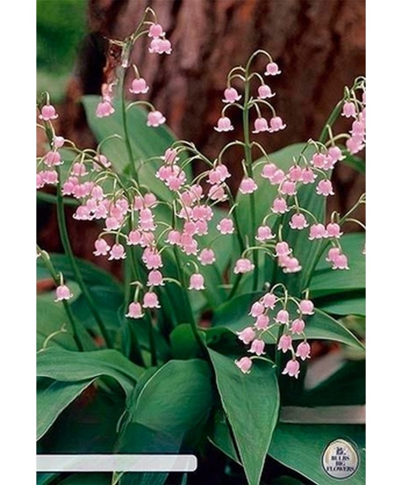 Pachet Convallaria Majalis Roza x3 I Radacina Margaritar