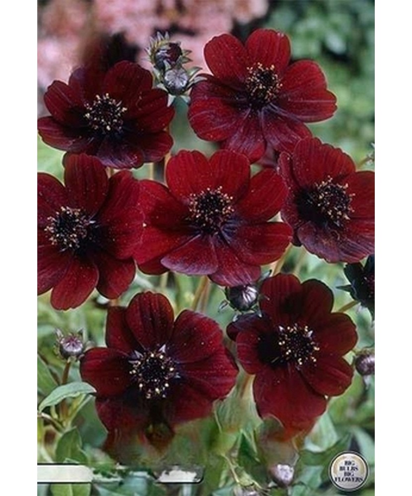 Pachet Cosmos Atrosanguineus 1 I Radacina