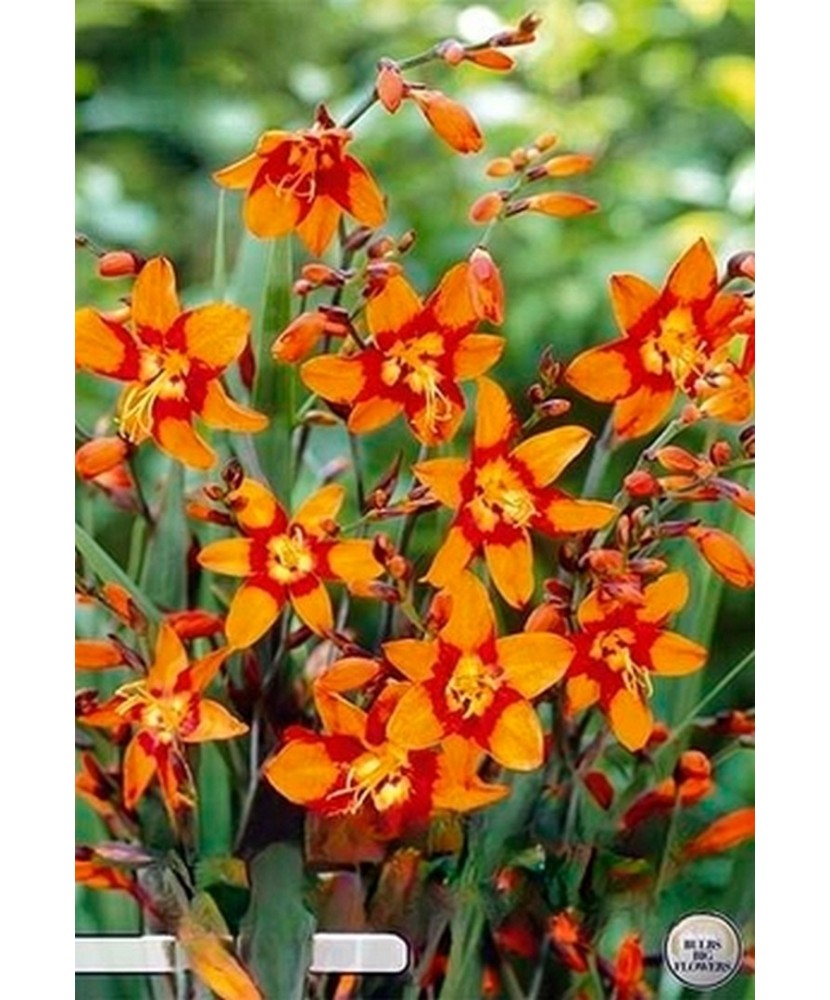 Pachet Crocosmia Emily Mckenzier x 10 Bulbi