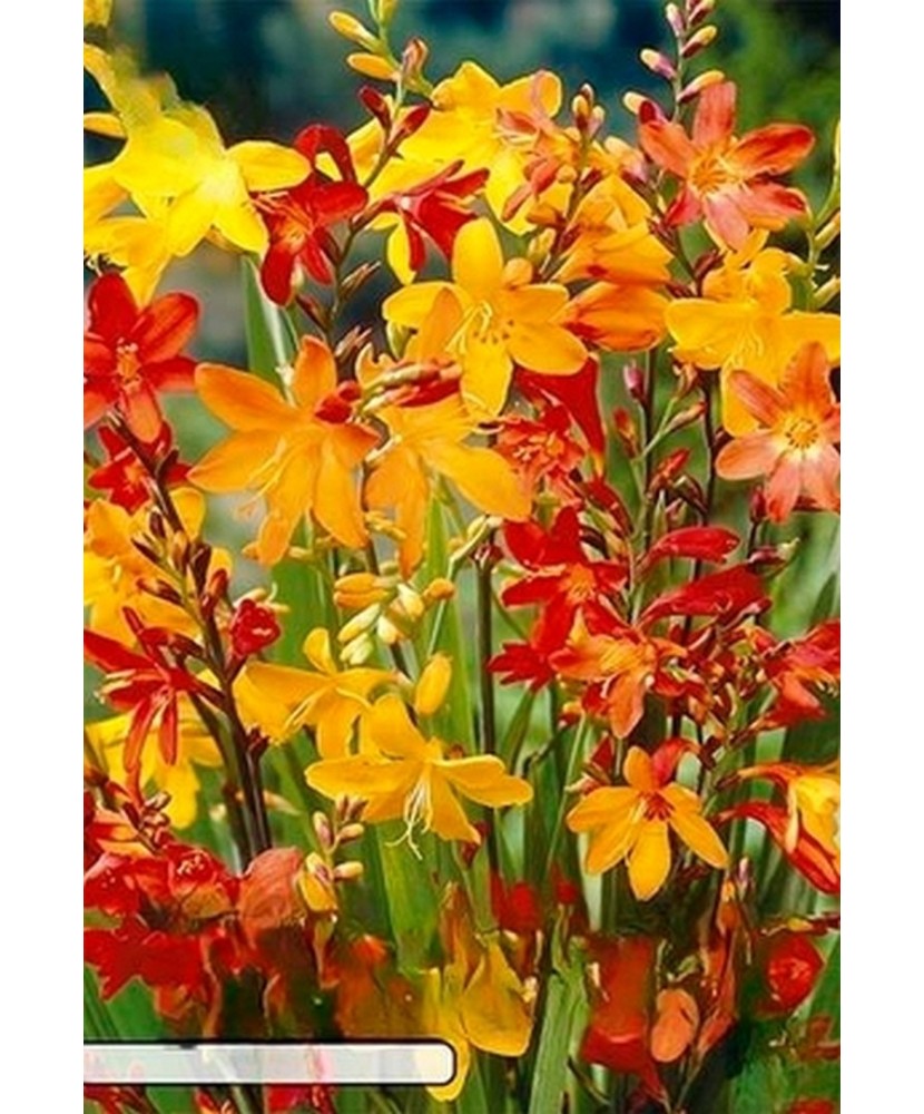 Pachet Crocosmia Mix x 15 Bulbi