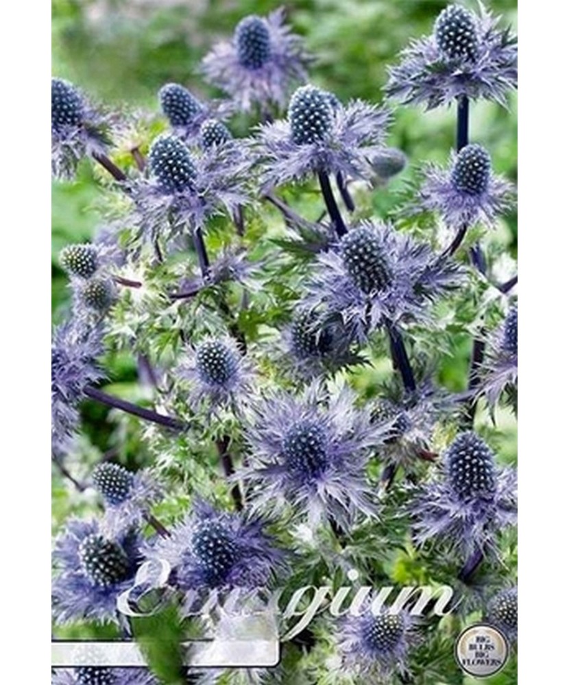 Pachet Eryngium Big Blue 1 I Bulbi