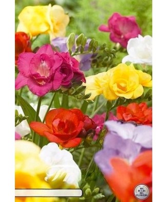 Pachet Freesia double Mix...