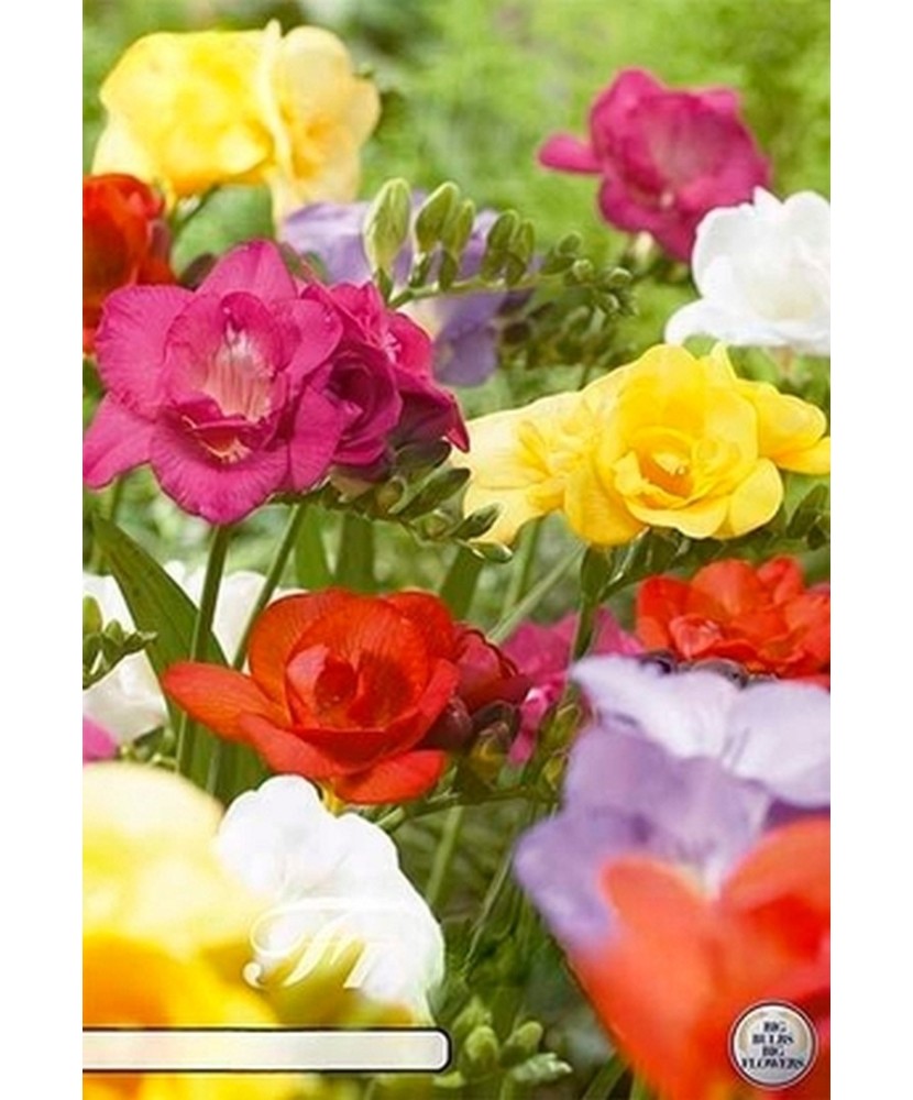 Pachet Freesia double Mix x15 Bulbi