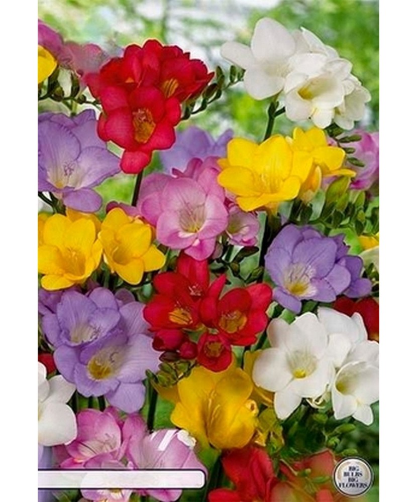 Pachet Freesia single Mix x 15 Bulbi