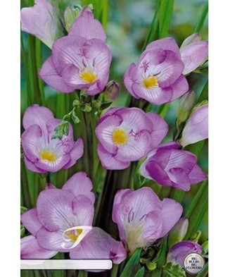 Pachet Freesia single...
