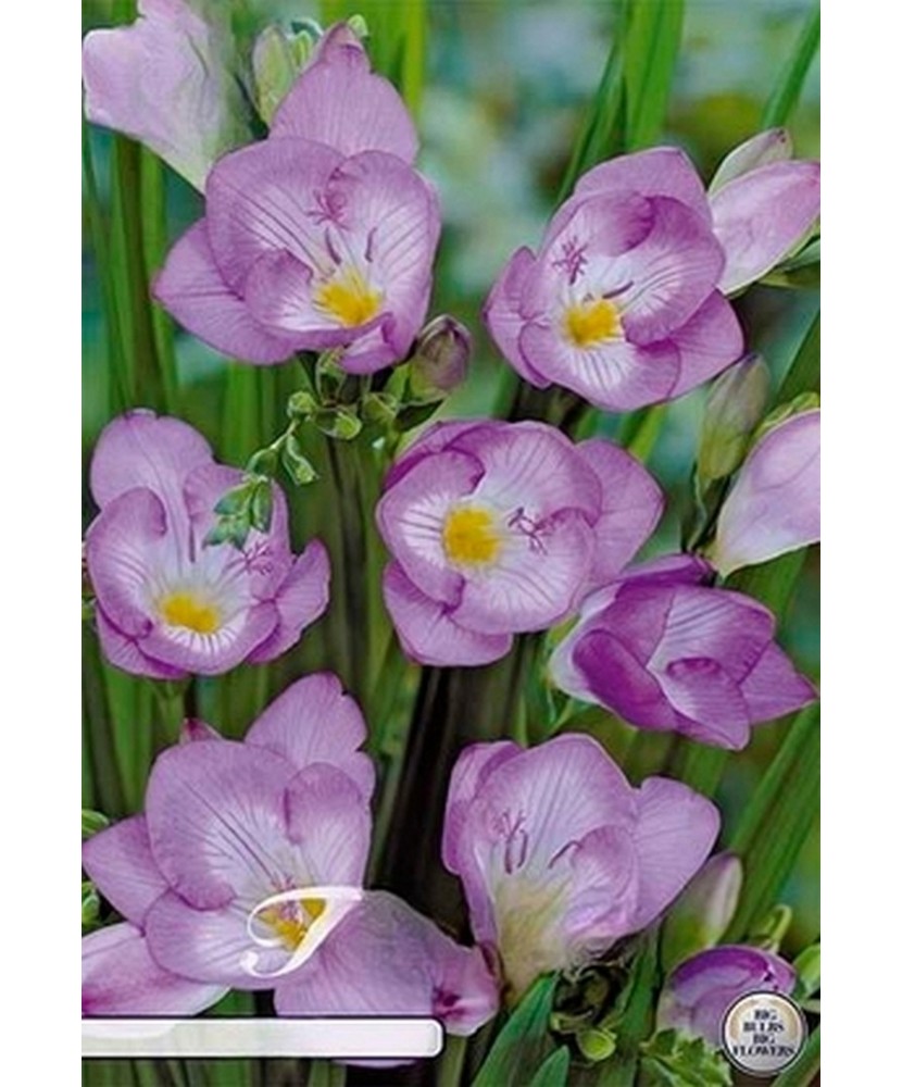 Pachet Freesia single Purple x 15 Bulbi