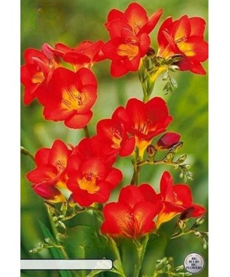 Pachet Freesia single Red x...