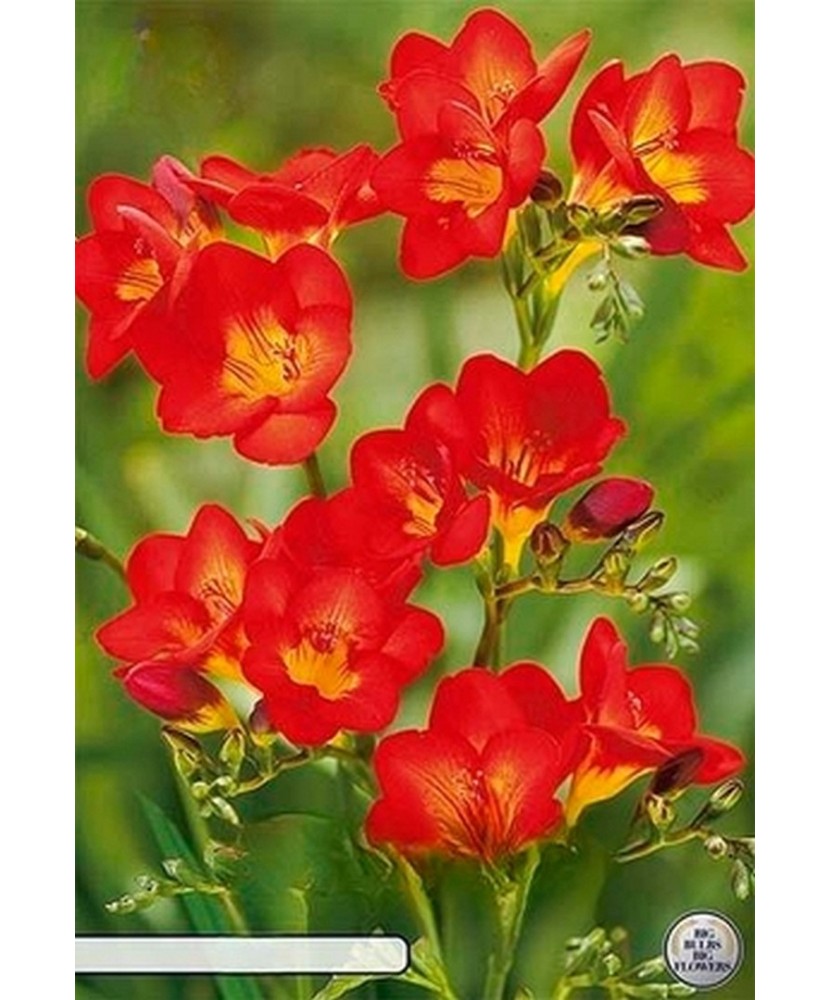 Pachet Freesia single Red x 15 Bulbi