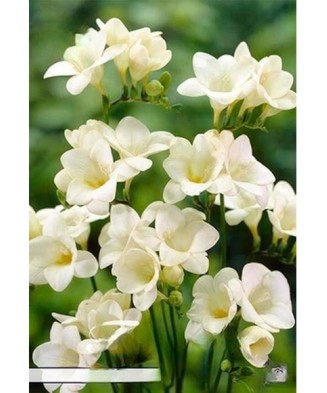 Pachet Freesia single Alb x...