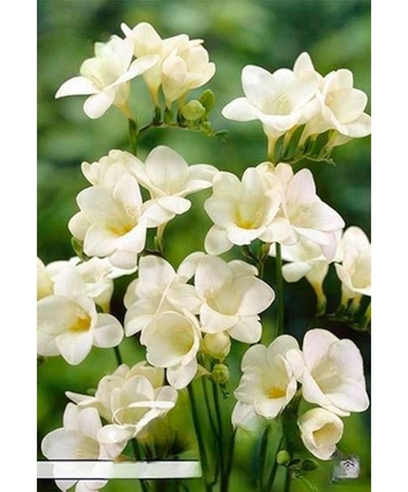 Pachet Freesia single Alb x 15 Bulbi