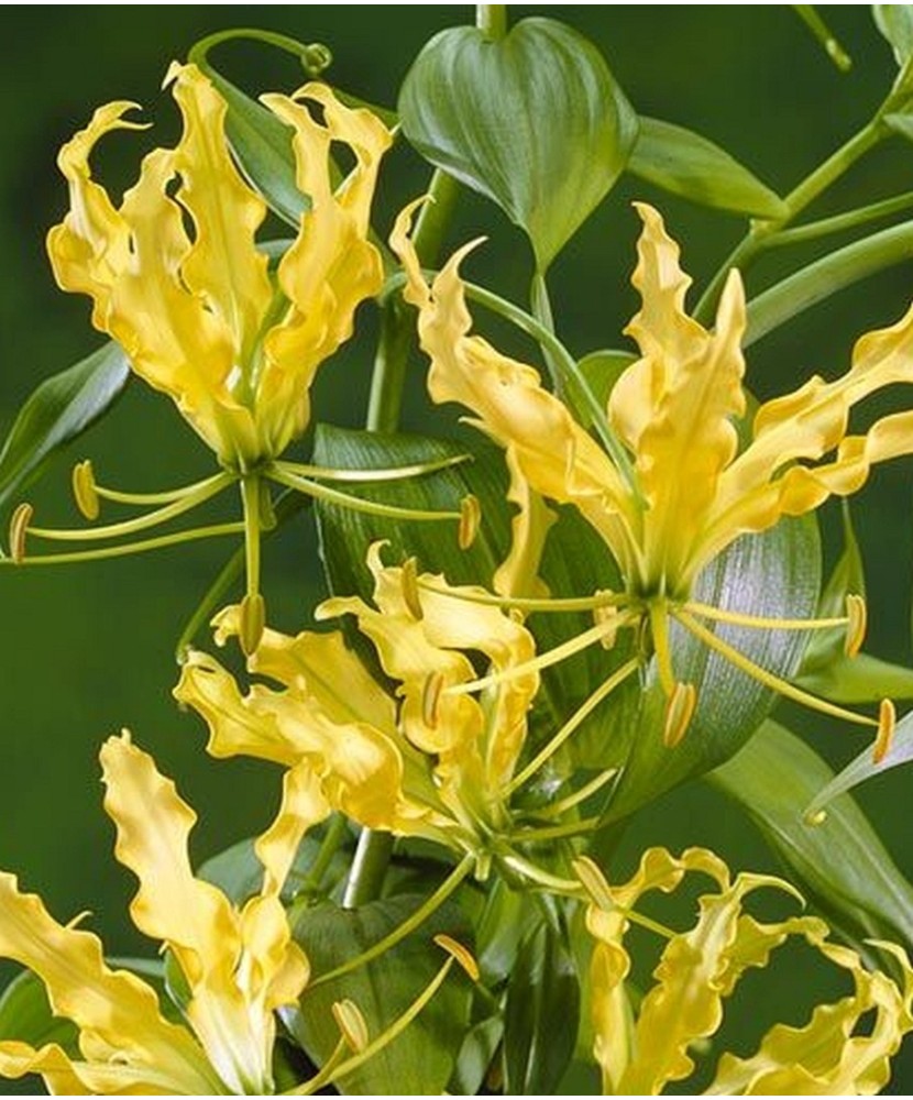 Pachet Gloriosa Lutea x 1 Bulbi
