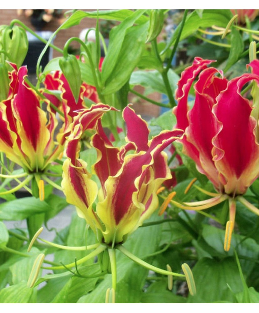 Pachet Gloriosa Rotschildiana x 1 Bulbi