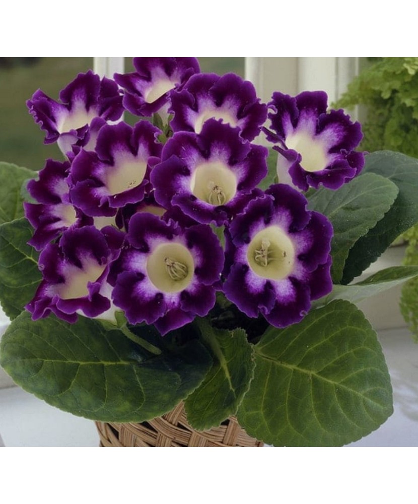 Pachet Gloxinia Hollywood x 1 Bulbi