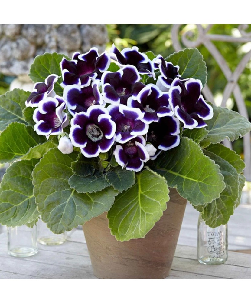 Pachet Gloxinia Kaiser Wilhelm x 1 Bulbi
