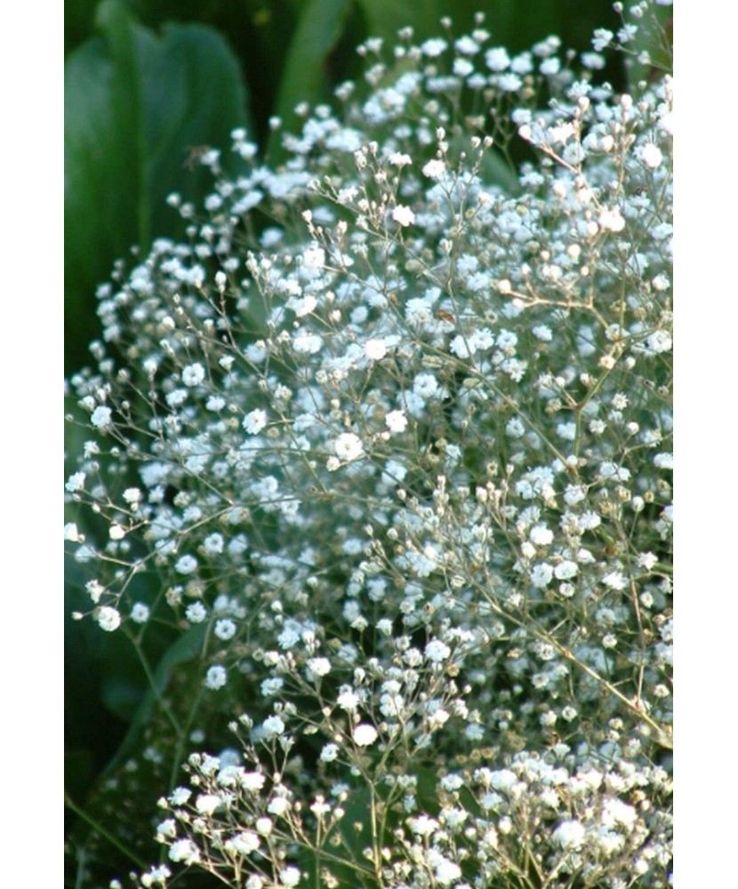 Pachet Gypsophila ''B. Fairy''  3 I Radacina