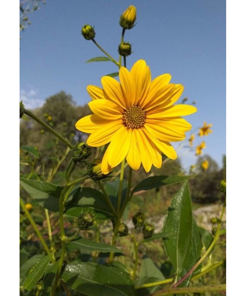 Pachet Helianthus Tuberosum x 1 I Radacina