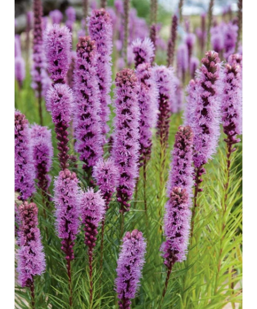 Pachet Liatris Spicata x 10 Bulbi