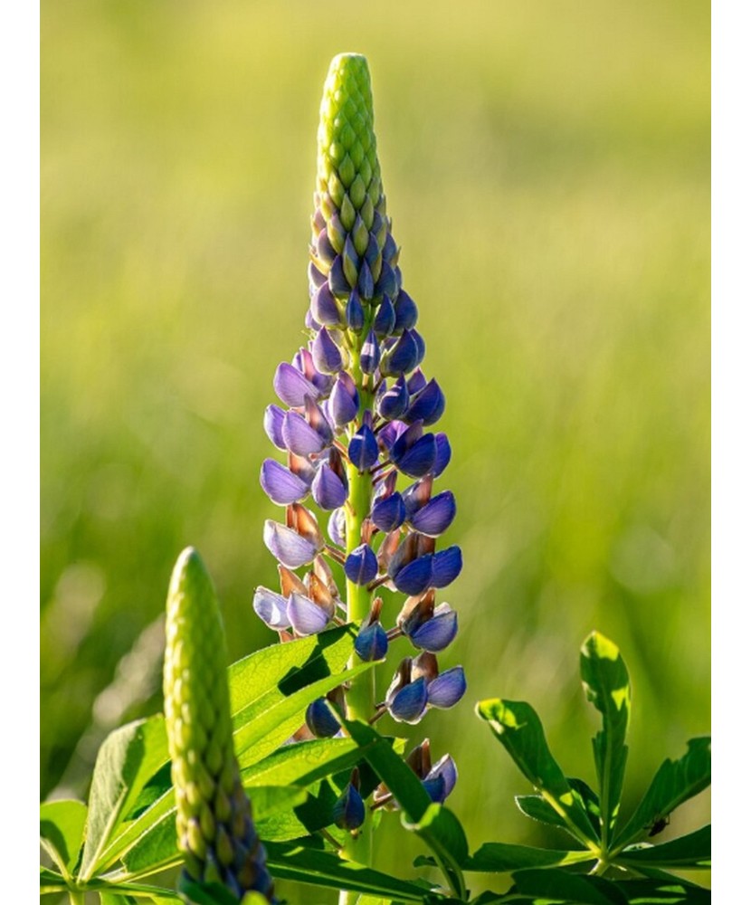 Pachet Lupinus Blue x1 I Radacina