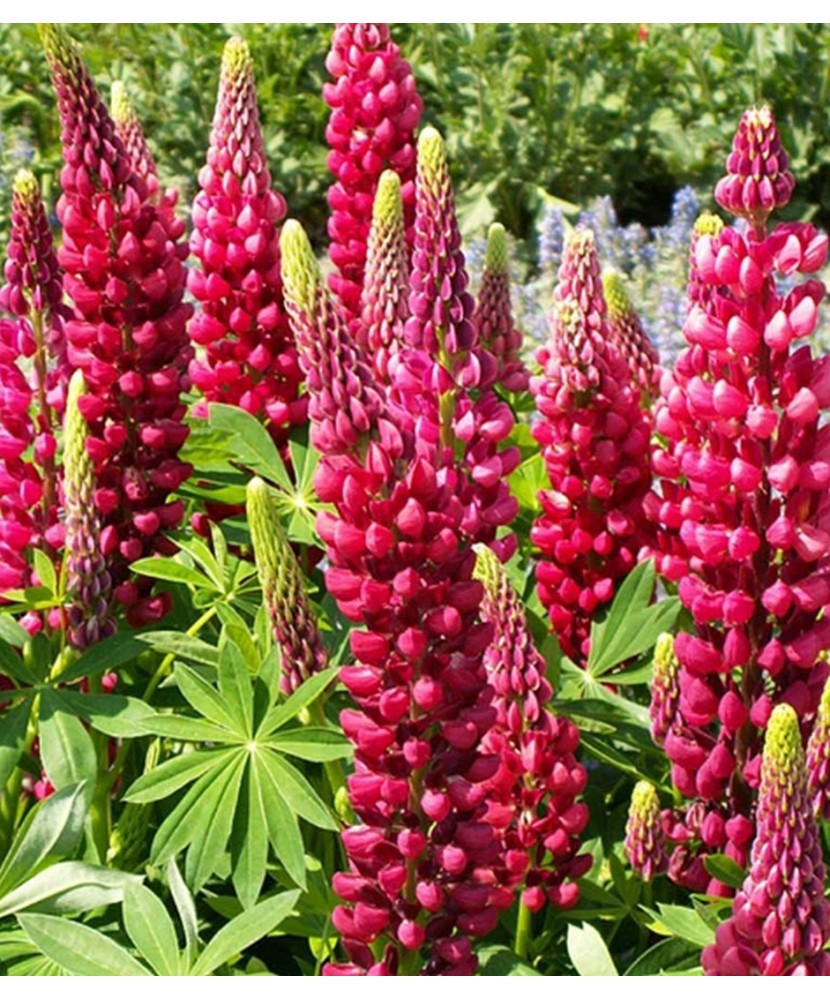 Pachet Lupinus Red     1 I Radacina