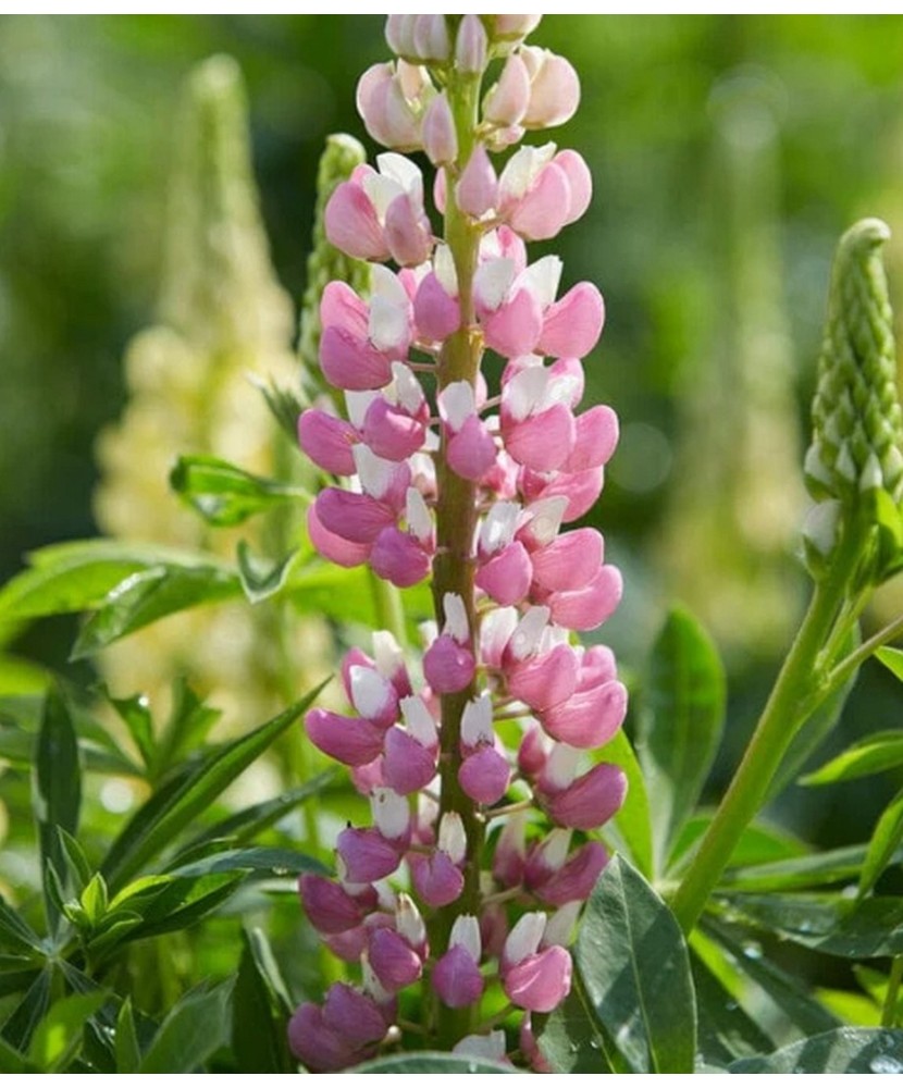 Pachet Lupinus Roz    1 I Radacina