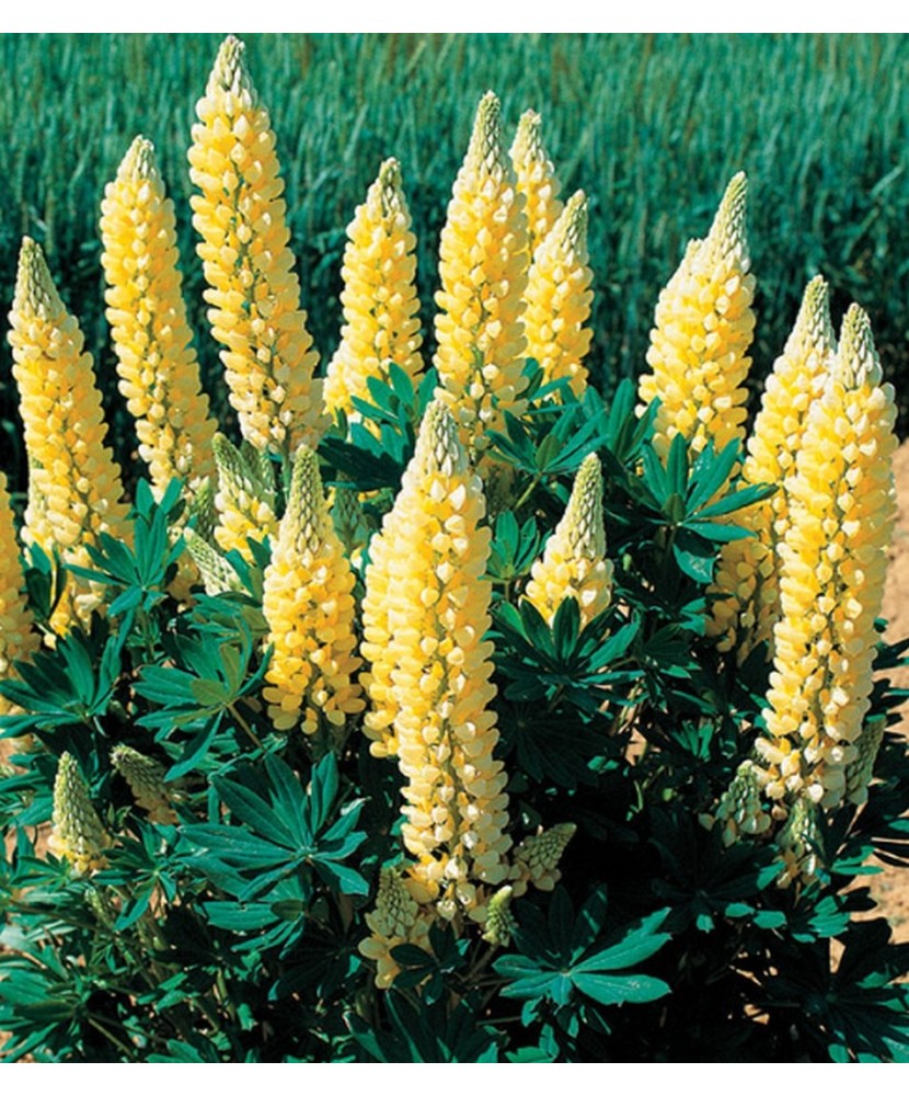 Pachet Lupinus Saffron 1 I Radacina