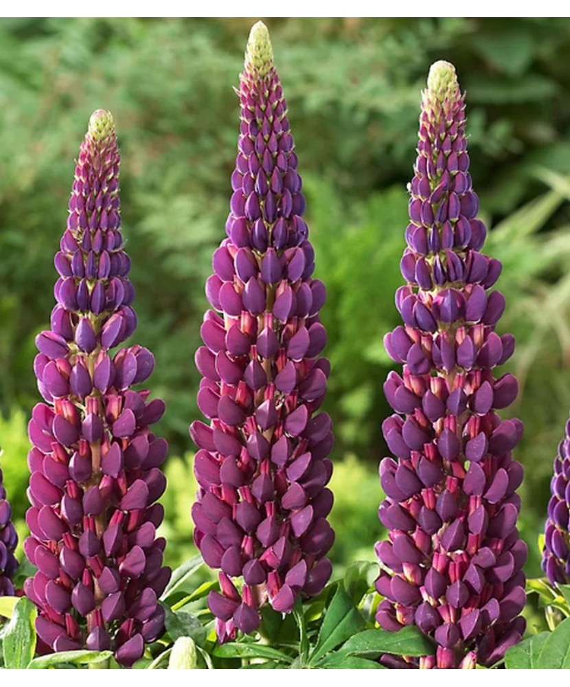 Pachet Lupinus Storm 1 I Radacina