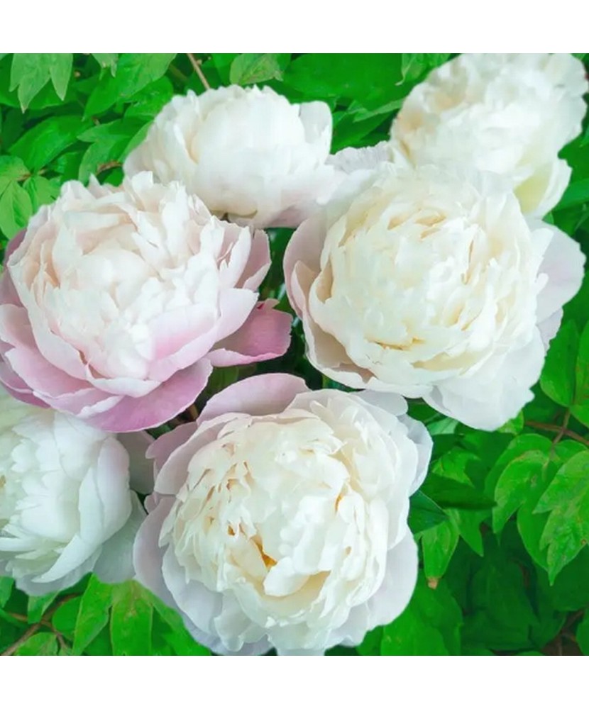 Pachet Paeonia (Bujor) Gardenia x1 Radacina