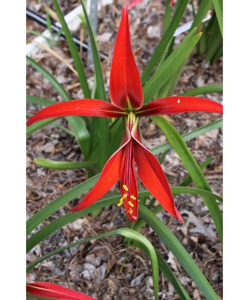 Pachet Sprekelia x 1 Bulbi