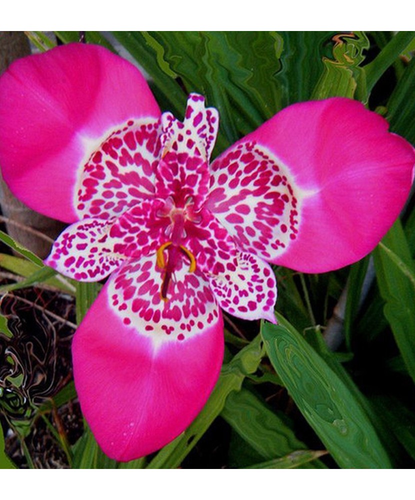 Pachet Tigridia Lilacea x 10 Bulbi