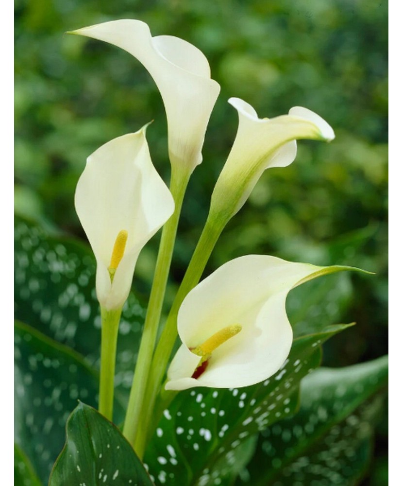 Pachet Zantedeschia (Cala) Albomuculata x 1 Bulbi