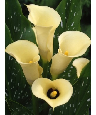 Pachet Zantedeschia (Cala)...